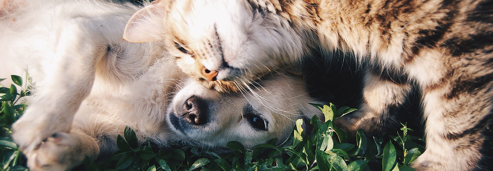 Cat and Dog