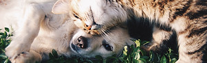 Cat and Dog