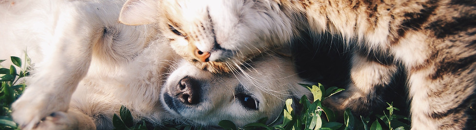 Gato y perro