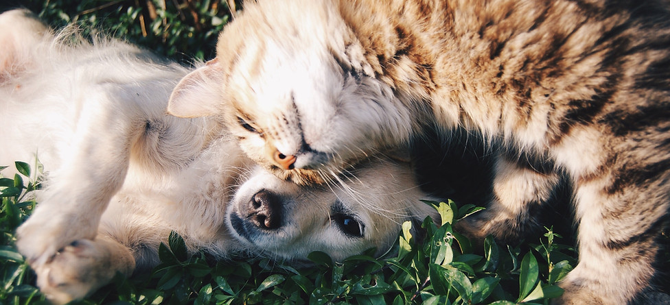 Cat and Dog