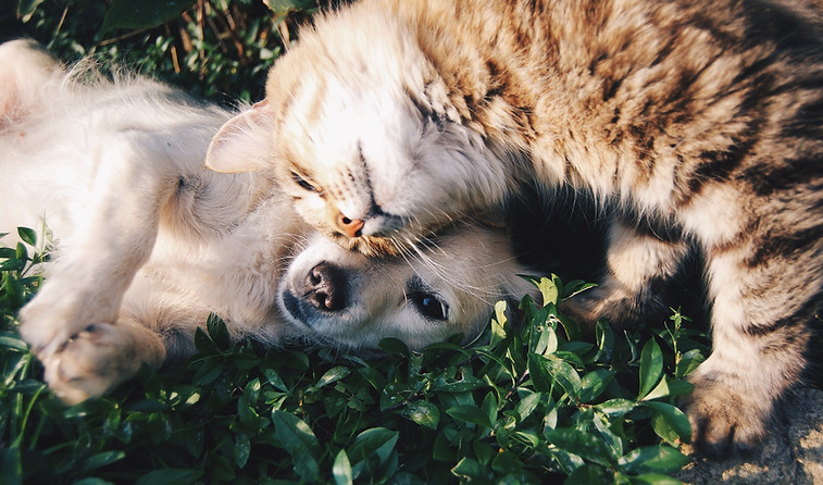 Katze und Hund