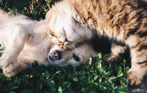 Cat and Dog