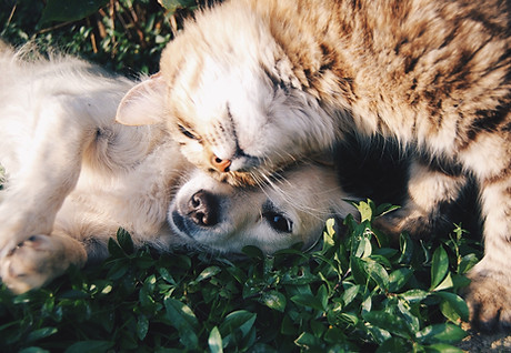 Cat and Dog