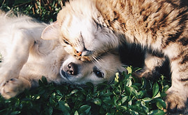 Cat and Dog