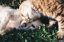 Katze und Hund