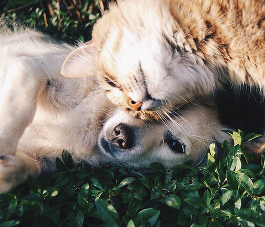 Cat and Dog