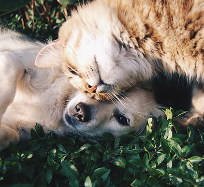 Cat and Dog