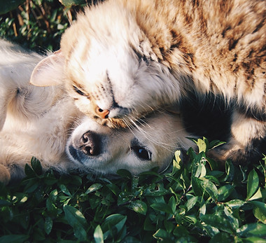 Cat and Dog