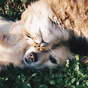 猫と犬