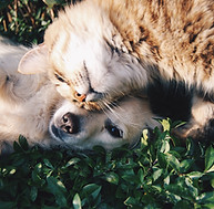 Katze und Hund