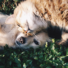 Dog And Cat Bonding