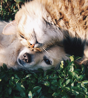 Chat et chien