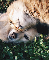 Cat and Dog