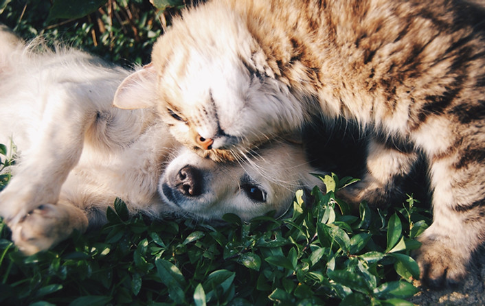 Cat and Dog