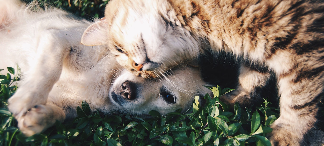 Cat and Dog