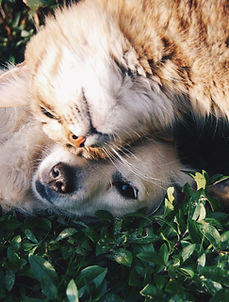 Cat and Dog