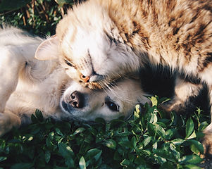 Cat and Dog