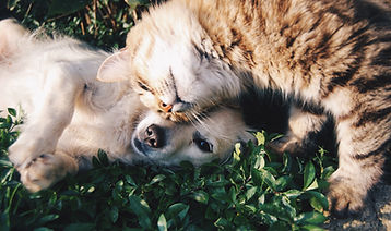 Katze und Hund