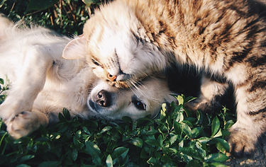 Gato e cachorro