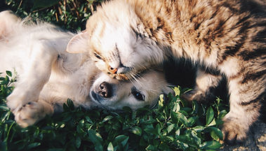 Cat and Dog
