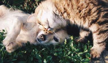 RagaMuffin Cat and Dog snuggling