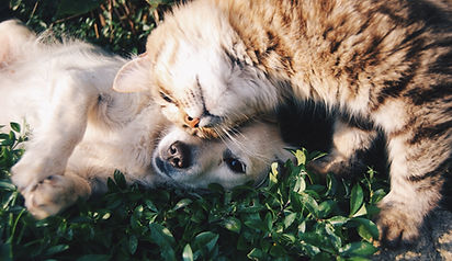 Cat and Dog