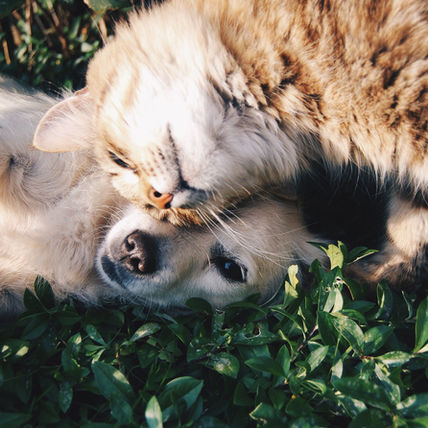 Stop Buying Pets!