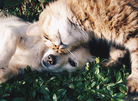 仲良しな犬と猫