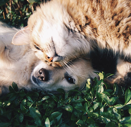 Cat and Dog