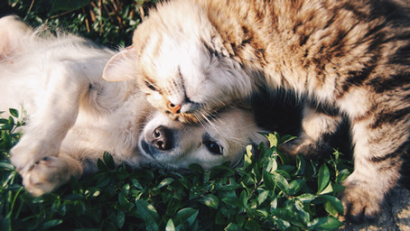 PET LICENSING REQUIRED