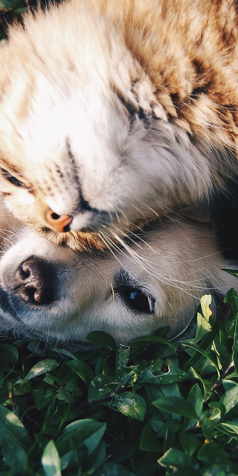 Cat and Dog