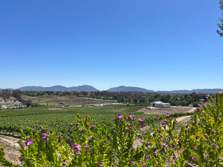 The Scenic Route - PSP to SAN: Great Wine and Great People in Temecula