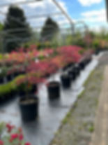 IMG_1036.jpeg
