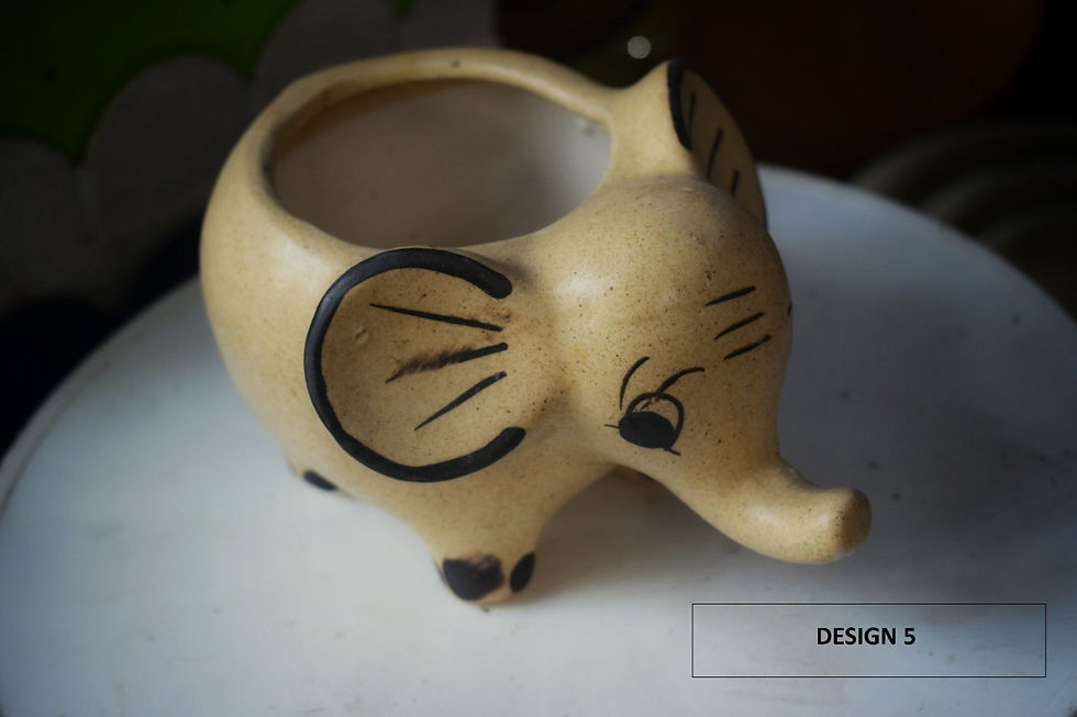 Thumbnail: Zebra Cactus | Indoor Plant | Succulent | Ceramic Pots Available