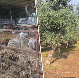 סיפור על חשיבה מחוץ לקופסה ויצירת מודלים כלכליים וסביבתיים חדשים
הצצה לעתיד החקלאות, שבו בעלי חיים אינם רק מוצר, אלא חלק בלתי נפרד מהמערכת האקולוגית.
שילוב מבוקר של רעייה יוצר סינרגיה מושלמת עם האדמה, מחזיר חומרים מזינים לקרקע ומשפר את בריאותה לאורך זמן, גם בחקלאות בקנה מידה גדול. בעלי החיים יכולים להפוך שטחים חקלאיים לפוריים יותר, חזקים יותר ועמידים יותר.
שילוב בעלי חיים בחקלאות הוא מקרה קלאסי של השלם שגדול מסך חלקיו.