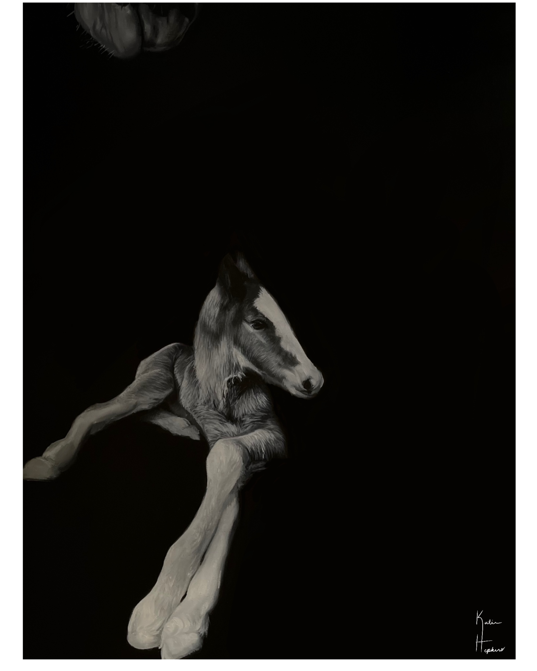 Clydesdale Foal
