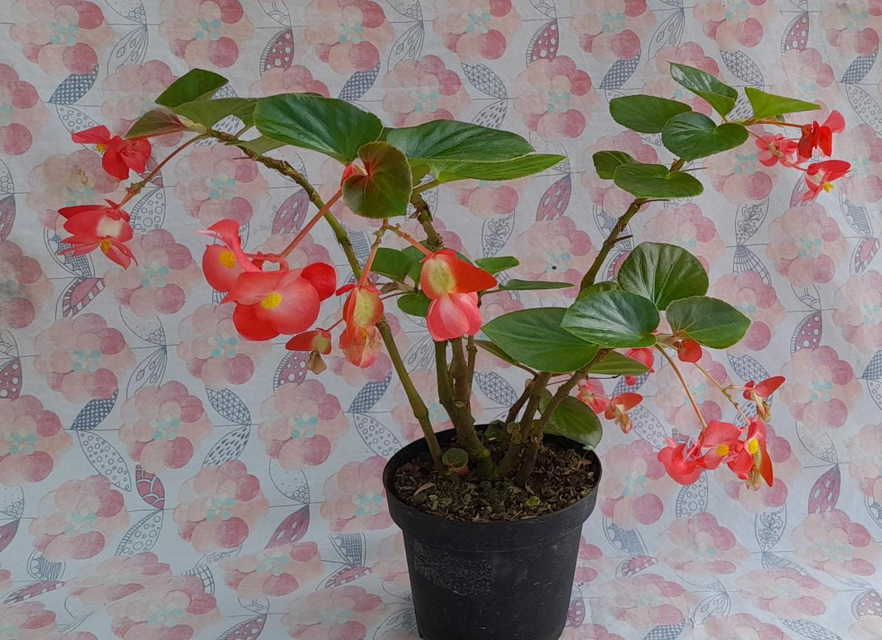 Begonia