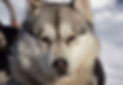 photo d'un husky de l'activité de chien de traineau chez Aventures Plein Air