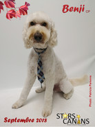 benji-cp.jpg