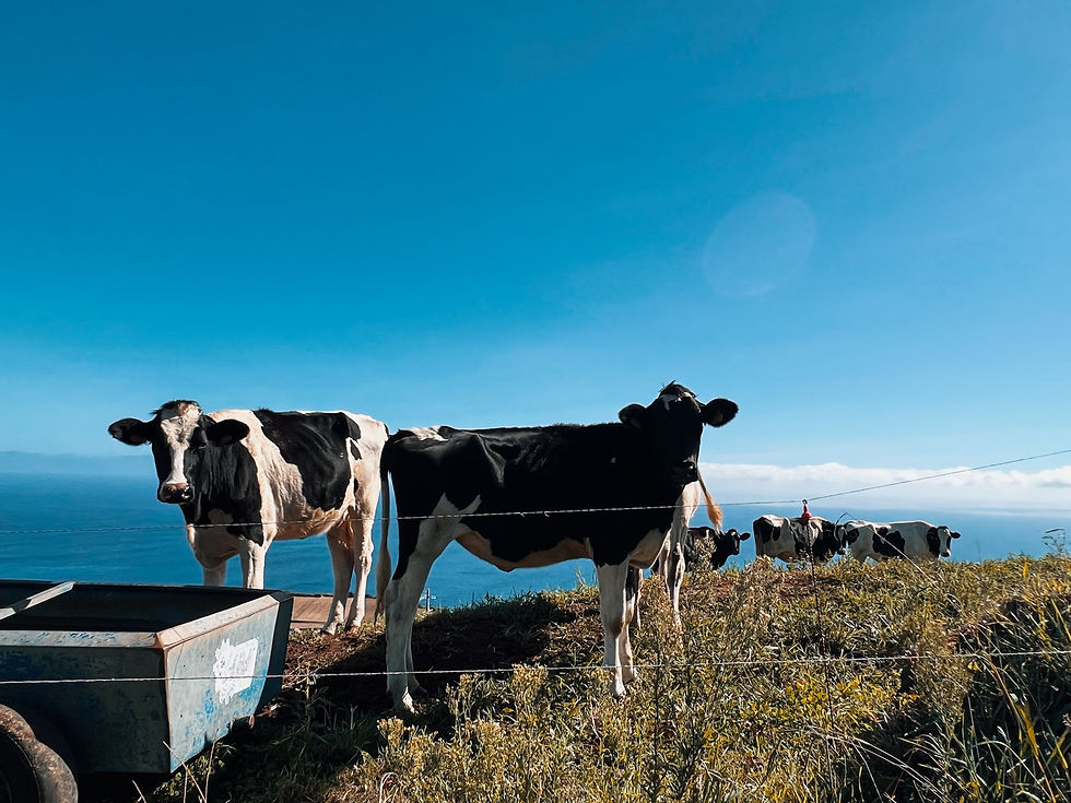 Attractive cows hoarding ocean views in the Azores.