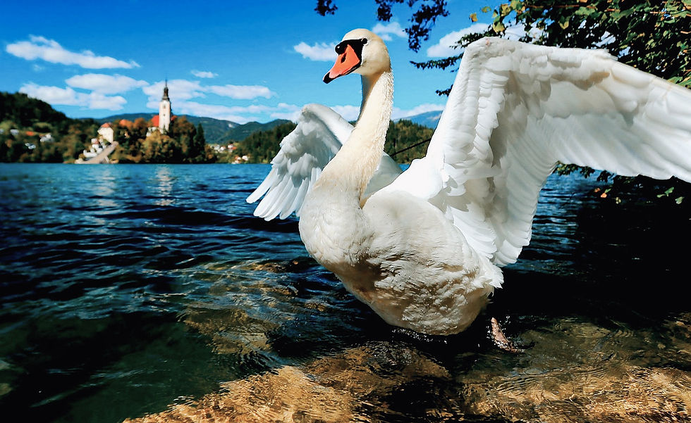 A big swan opening its wings in front of Lake Bled, Slovenia.