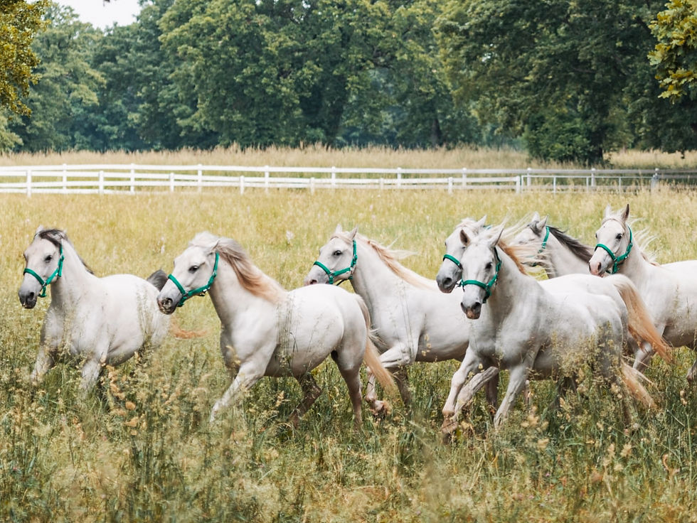 Six white Lipizzaner horses with green halters run through a grassy field, surrounded by trees and a white fence, conveying energy and freedom.