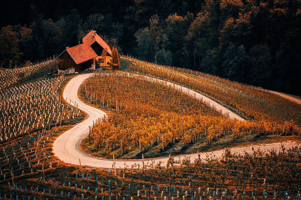 Curved path through a vineyard with vibrant orange foliage, a rustic house with a red roof in the background, surrounded by dense trees.