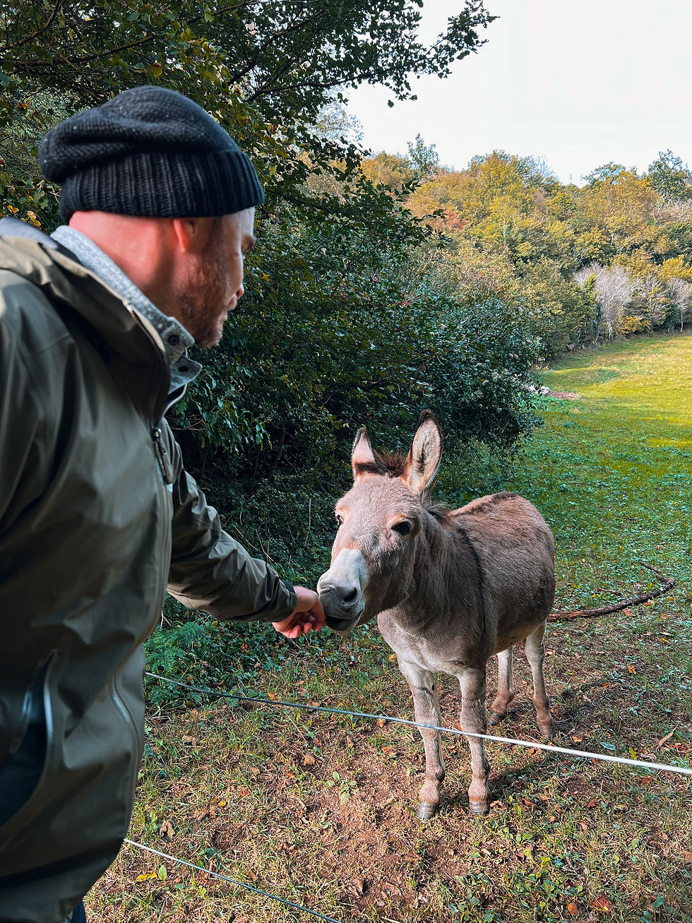 Man in a green jacket feeds a donkey in a lush, wooded field. He wears a black beanie. Bright, autumnal colors in the background.