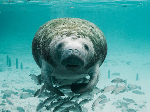 A manatee underwater looking at the camera