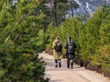 Embracing Spring: Mindful Moments and Evening Walks in Nature