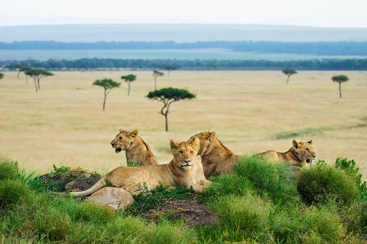 Four lions seen on African safari resting together