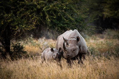 Rhinoceros and its baby