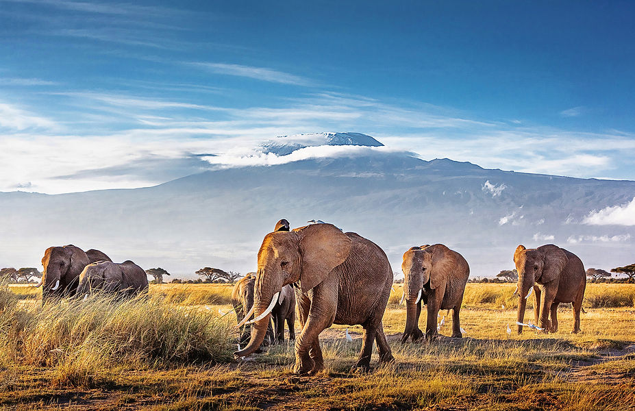 Small herd of elephants in Africa seen on a safari