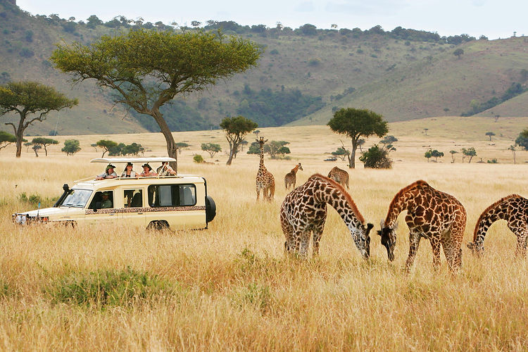 People viewing giraffes on safari from the open sunroof of a safari vehicle